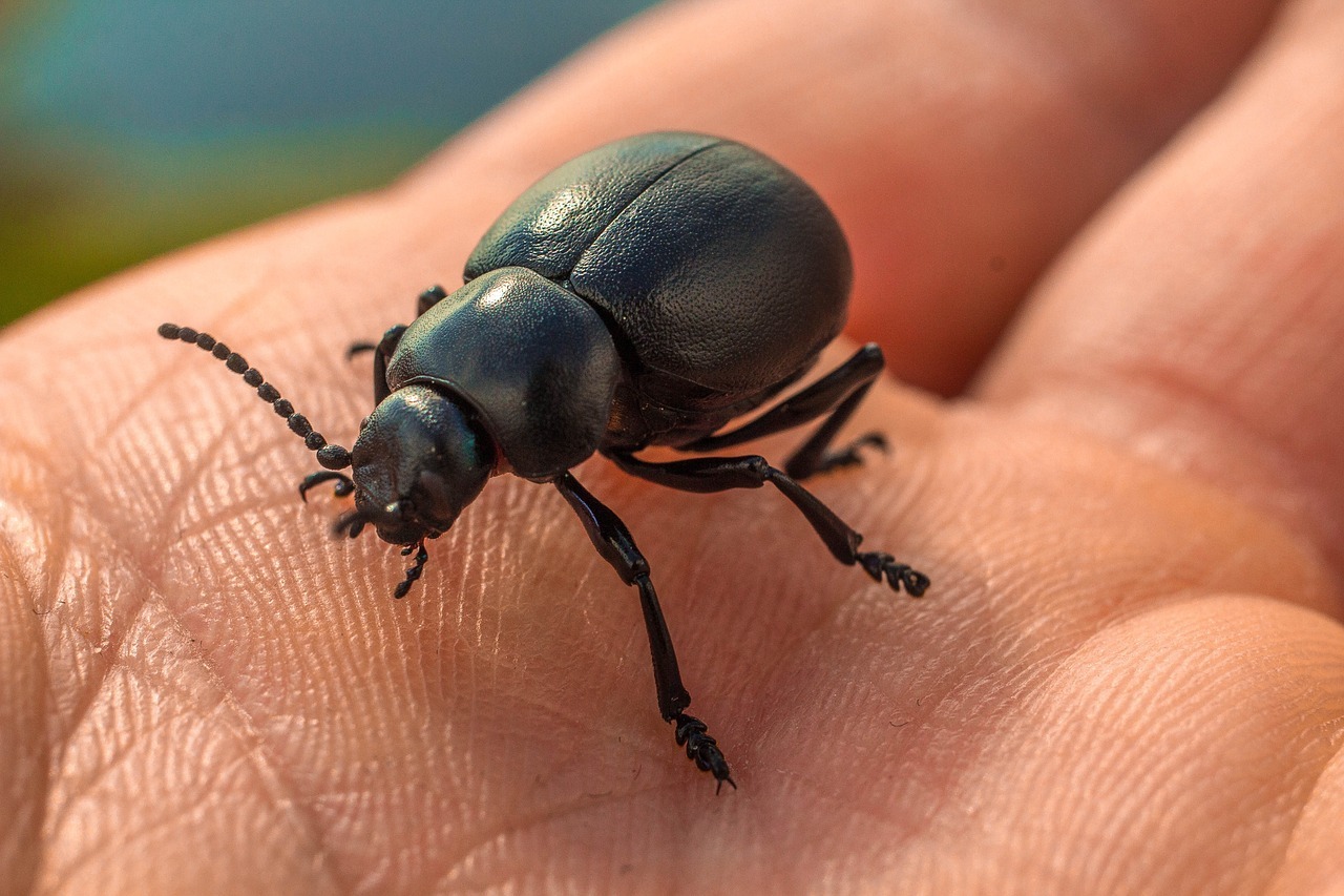 beetle, nature, hand-813479.jpg