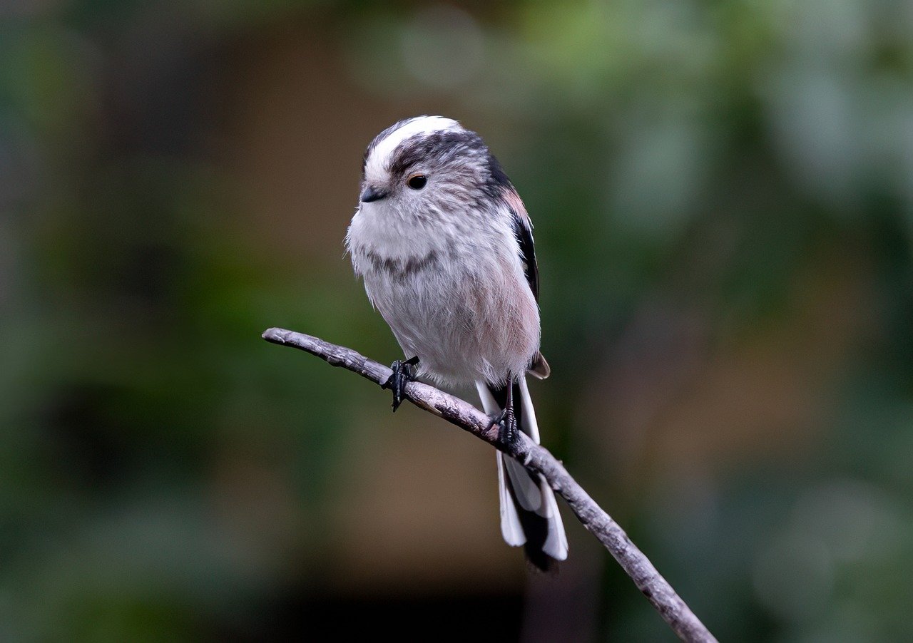 bird, long-tailed tit, animal-8495858.jpg