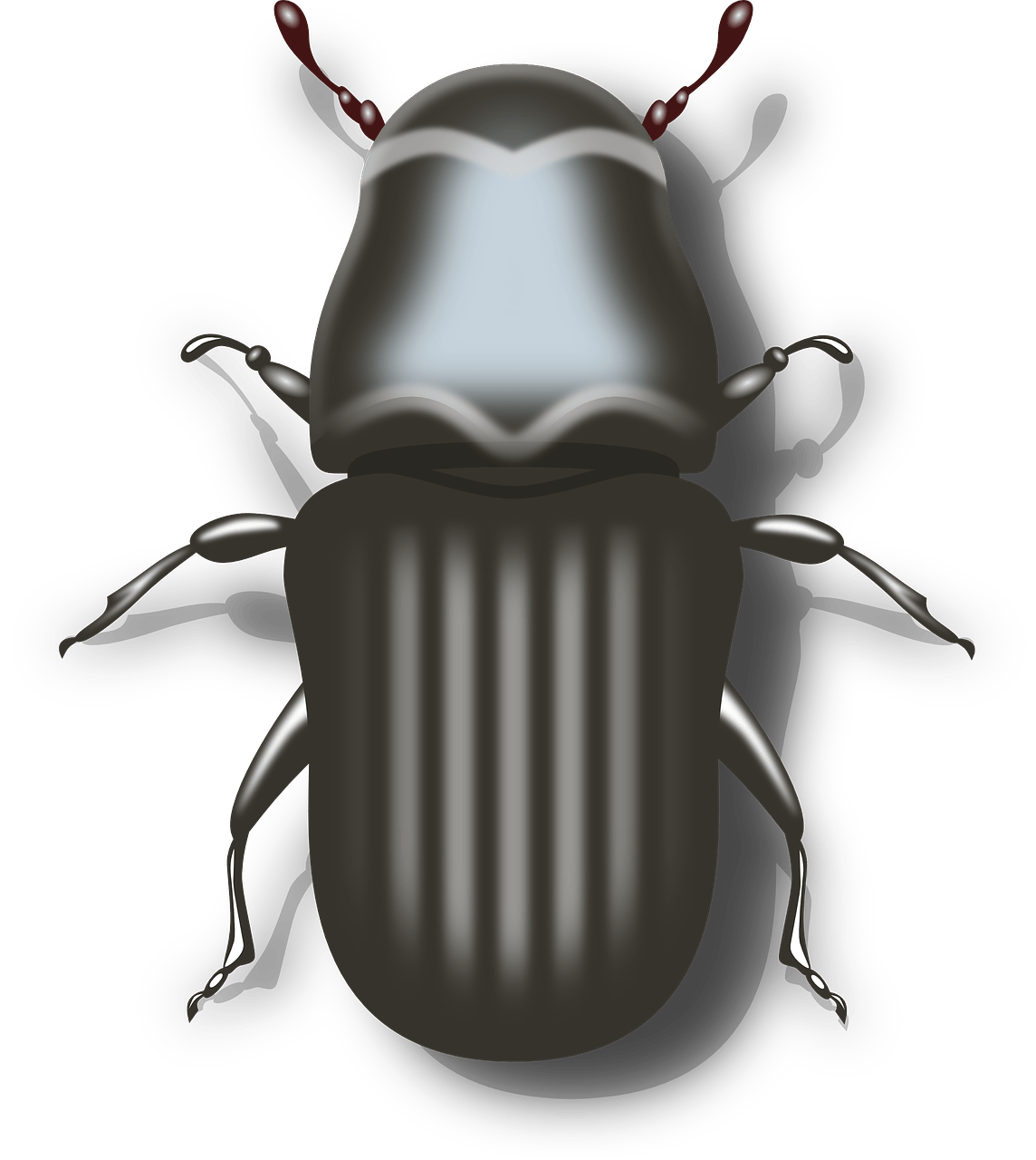 bug, beetle, insect-41202.jpg