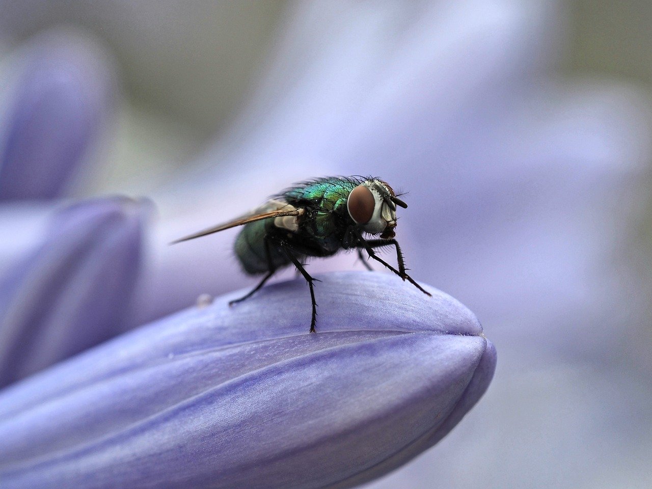 fly, insect, flower-8157417.jpg