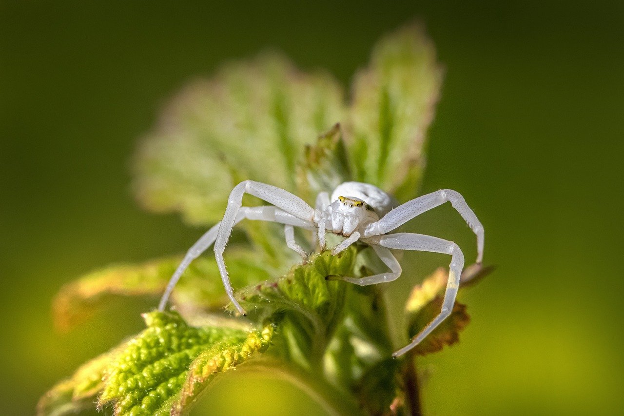 goldenrod crab spider, crab spider, arachnid-8278093.jpg