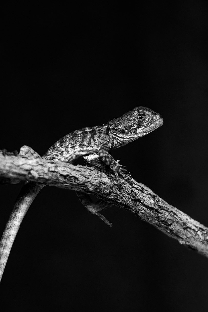 lizard, eastern water dragon, water dragon-7786211.jpg